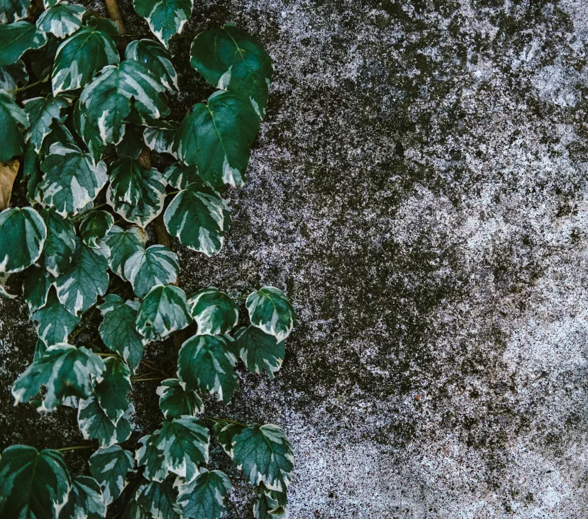 Mold and Water Remediation